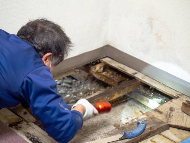 Best White Mold Remediation in Sauk City, WI