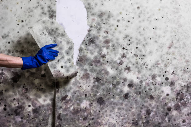 Best Attic Mold Remediation in Sauk City, WI