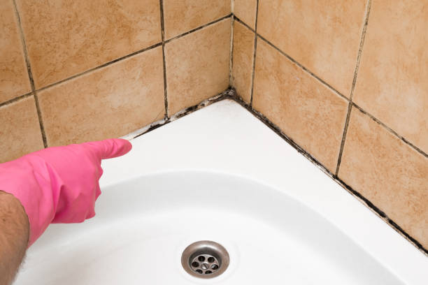Best Post-Flood Mold Remediation in Sauk City, WI